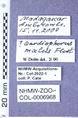 Etiketten zu Cardiophorus malus (Fleutiaux, 1933) (NHMW-ZOO-COL-0006968)